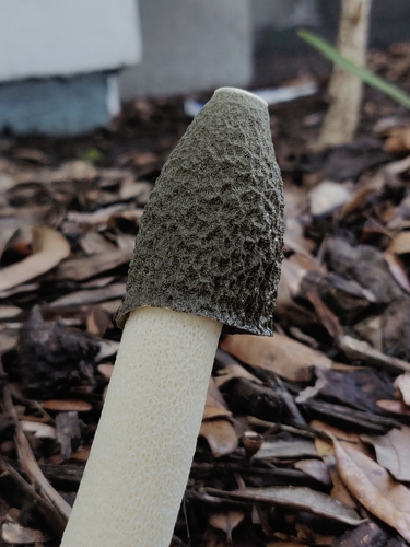Ravenel's stinkhorn