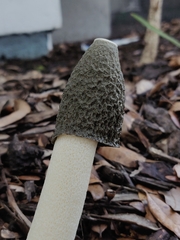 Phallus ravenelii