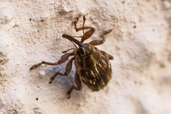 Trichosirocalus