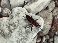 Stenaspis verticalis