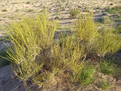 Ephedra