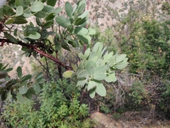 Arctostaphylos hooveri