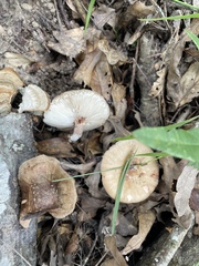 Amanita amerirubescens