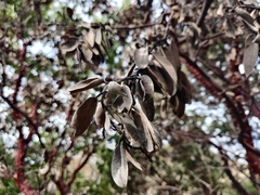 Arctostaphylos hooveri