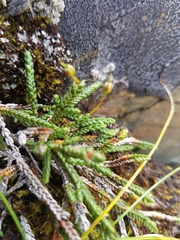 Cassiope lycopodioides