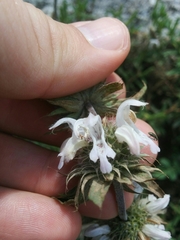 Monarda citriodora austromontana