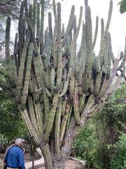 Pachycereus pecten-aboriginum