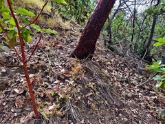 Arctostaphylos hooveri