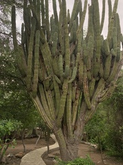 Pachycereus pecten-aboriginum