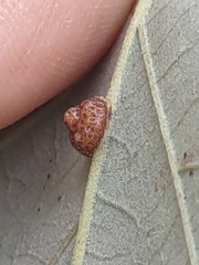 Andricus nigricens