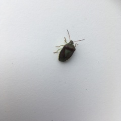 Piezodorus lituratus