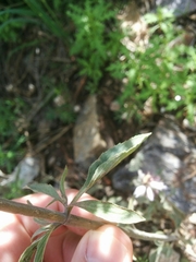Monarda citriodora austromontana