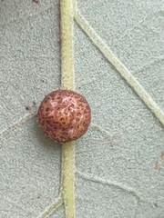 Andricus nigricens