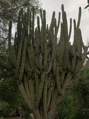 Pachycereus pecten-aboriginum