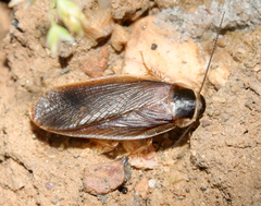 Blaberidae