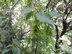 Carpinus