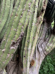Pachycereus pecten-aboriginum