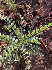 Astragalus praelongus