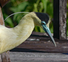Pilherodius pileatus