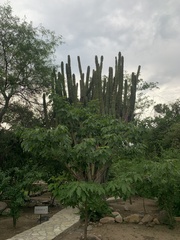 Pachycereus pecten-aboriginum