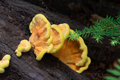 Laetiporus conifericola