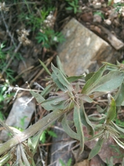 Monarda citriodora austromontana