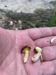 Phylloporopsis boletinoides