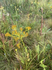Solidago ohioensis