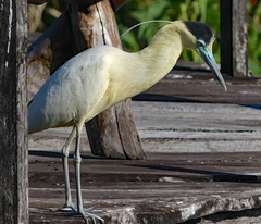 Pilherodius pileatus