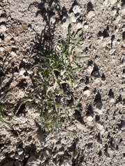 Chamaesaracha coronopus