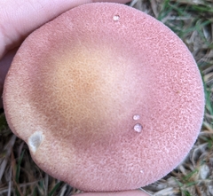 Tricholomopsis rutilans