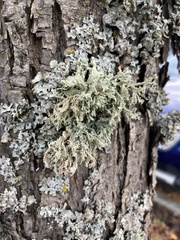 Evernia prunastri