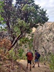 Arctostaphylos hooveri