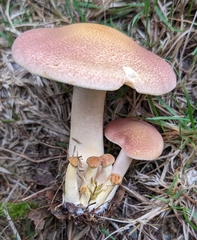 Tricholomopsis rutilans