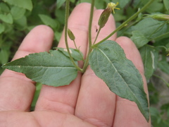 Brickellia parvula