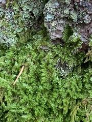 Hypnum fauriei