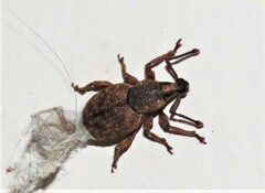 Otiorhynchus singularis