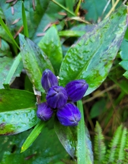 Gentiana clausa