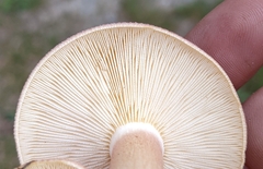 Tricholomopsis rutilans