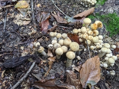 Coprinopsis variegata
