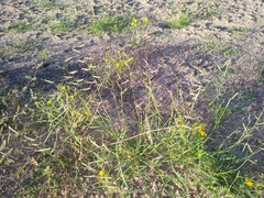 Bouteloua barbata barbata