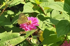 Colias