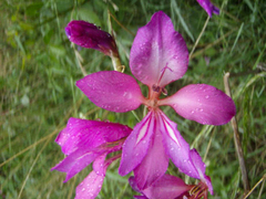 Gladiolus communis