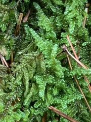 Hypnum fauriei
