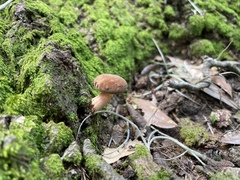 Phylloporopsis boletinoides