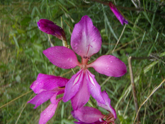 Gladiolus communis