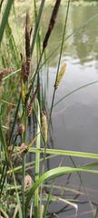 Carex acutiformis