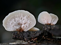 Auriscalpium villipes