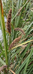 Carex acutiformis