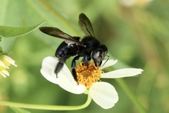 Xylocopa micans